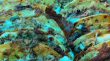Taco de Lengua / Tongue